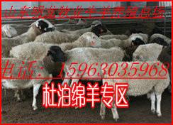 供應(yīng)*每天的飼料量是多少