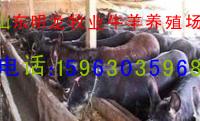供應(yīng)牛羊品種牛羊養(yǎng)殖技術(shù)