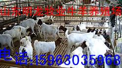 波爾山羊的效益圖片/波爾山羊的效益樣板圖 (4)