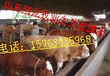 供應(yīng)山東肉牛/肉羊/肉驢*價(jià)格