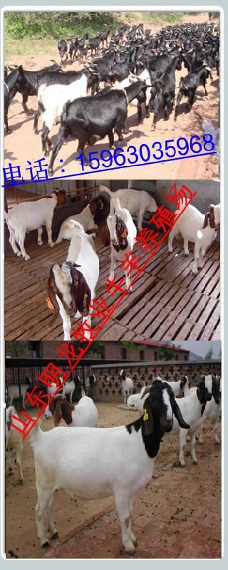 波爾山羊的效益圖片/波爾山羊的效益樣板圖 (3)