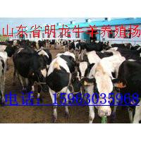 波爾山羊與牛羊的不同點(diǎn)圖片