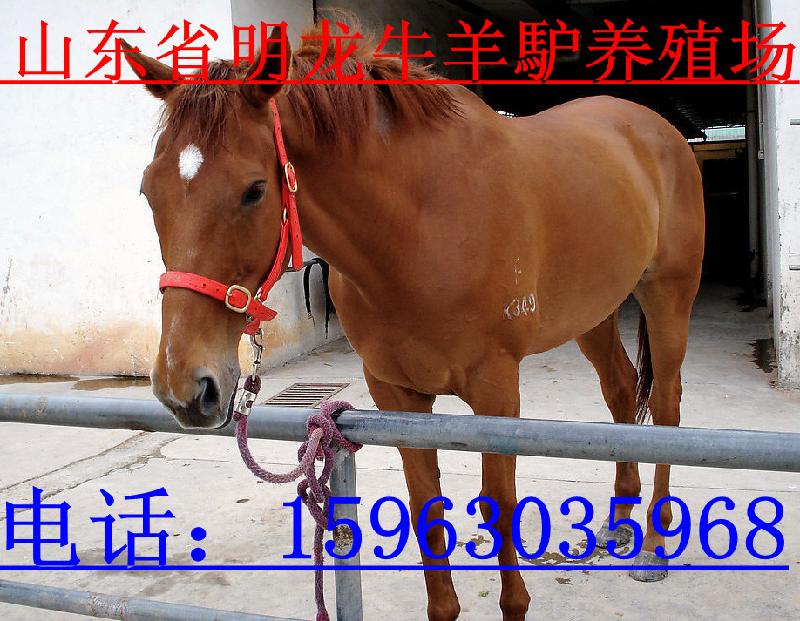 供應(yīng)關(guān)中肉驢改良肉驢