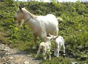 供應(yīng)最正規(guī)的小尾寒羊養(yǎng)殖場(chǎng)