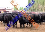 山東肉牛養(yǎng)殖技術(shù)服務(wù)商圖片