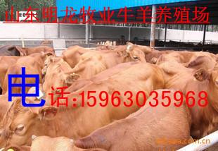 大量供养殖肉牛羊馿价格图片