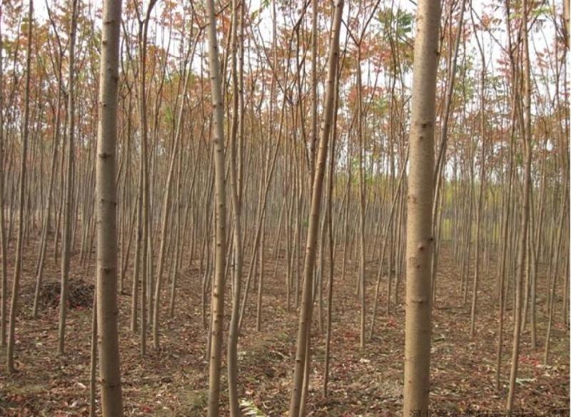 火炬树价格火炬树基地火炬树求购图片