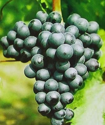 供應(yīng)嫁接夏黑無核葡萄苗河北供貨商，嫁接夏黑無核葡萄苗河北哪里有賣