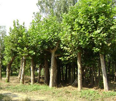 國槐的價格圖片