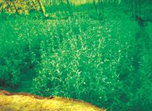 供應(yīng)山東綠景園林2m龍柏柱龍柏球小龍柏