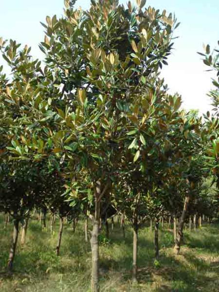 廣玉蘭的價格圖片