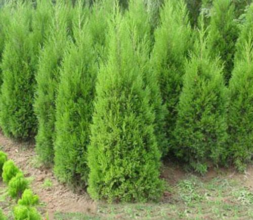 檜柏的價(jià)格圖片