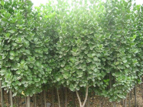 供應(yīng)北海道黃楊的價(jià)格