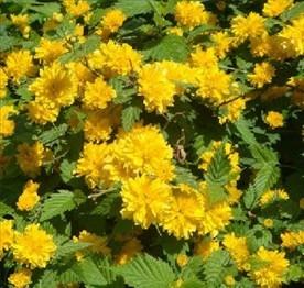 供應金山繡線菊價格