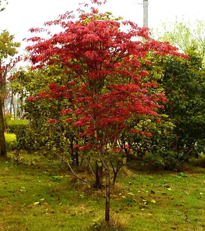 供應(yīng)紅楓價(jià)格sd紅楓小苗