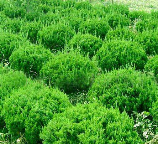 龍柏的價格圖片