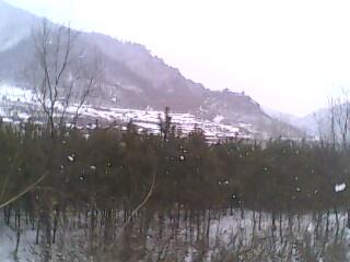 綠化苗圖片/綠化苗樣板圖 (2)