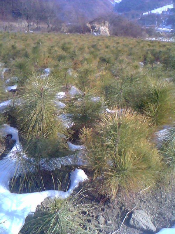 供應(yīng)油松綠化苗