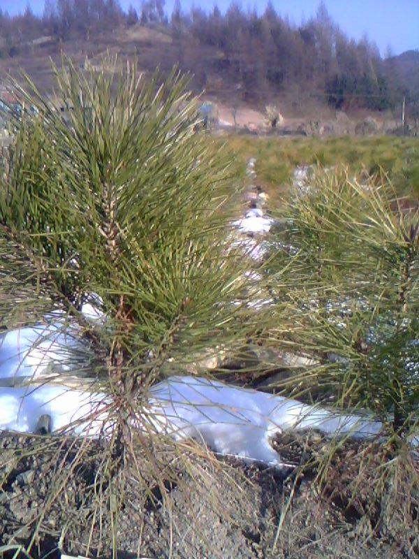 供應(yīng)油松綠化苗