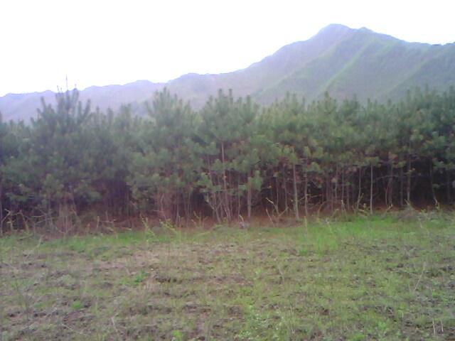 綠化苗圖片/綠化苗樣板圖 (3)