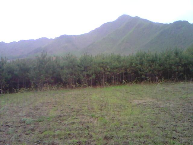 綠化苗圖片/綠化苗樣板圖 (4)