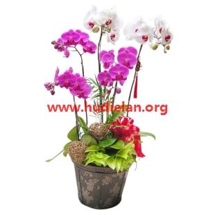 供應(yīng)上海進(jìn)口花卉盆栽春節(jié)好禮