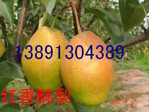 供應陜西酥梨批發(fā)貢梨價格大個水晶梨產(chǎn)地皇冠梨產(chǎn)地早酥梨行情