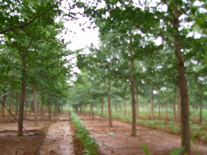 供應(yīng)郯城銀杏樹(shù)價(jià)格