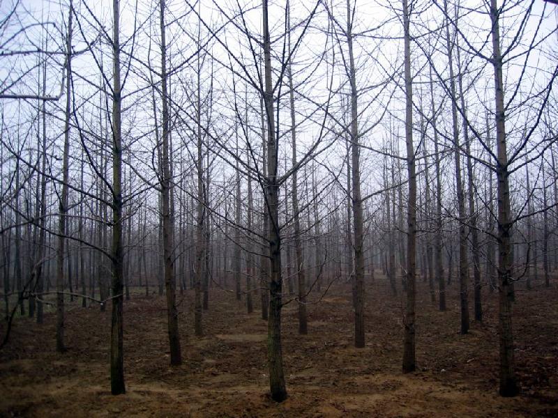 供應(yīng)郯城銀杏樹(shù)價(jià)格