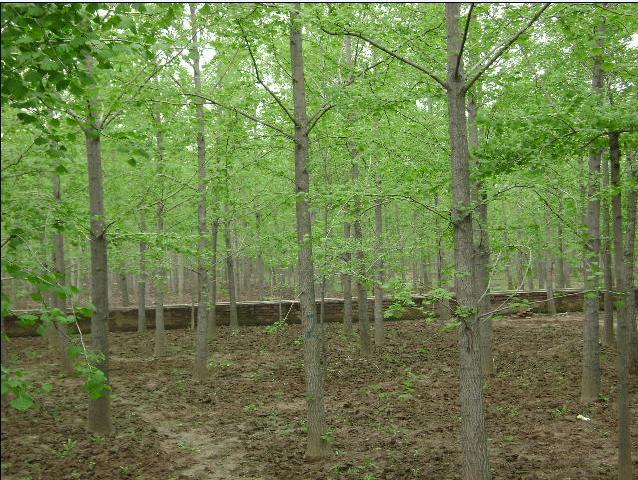 供應(yīng)用于綠化、園小區(qū)的銀杏苗木13864918885