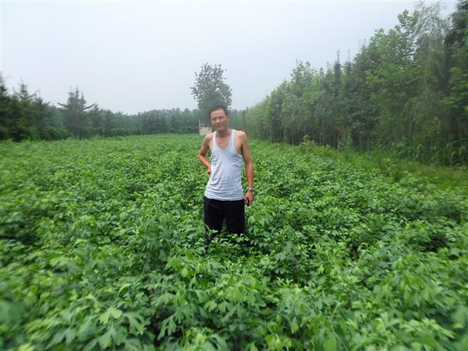 供應(yīng)用于綠化、園小區(qū)的銀杏苗木13864918885