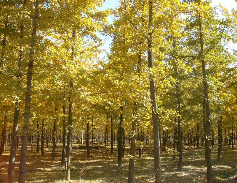 供應(yīng)郯城銀杏樹(shù)價(jià)格