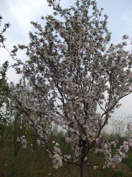 供应山东梨花海棠