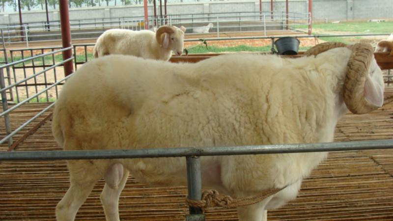 梁山小尾寒羊圖片