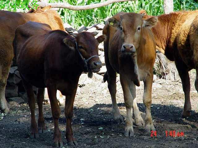 供應(yīng)本地黃牛