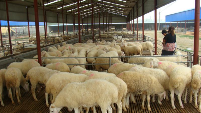 梁山小尾寒羊圖片/梁山小尾寒羊樣板圖 (2)