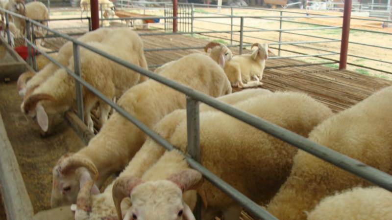 梁山小尾寒羊圖片/梁山小尾寒羊樣板圖 (3)