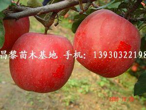 供應(yīng)河北蘋(píng)果樹(shù)，河北蘋(píng)果苗，河北梨樹(shù)苗，河北櫻桃苗，河北桃樹(shù)苗 河北蘋(píng)果樹(shù)基地