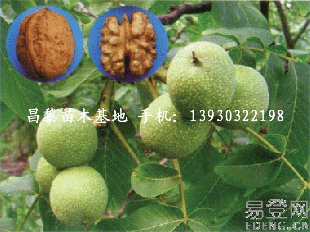 供應(yīng)河北蘋(píng)果樹(shù)，河北蘋(píng)果苗，河北梨樹(shù)苗，河北櫻桃苗，河北桃樹(shù)苗 河北蘋(píng)果樹(shù)基地