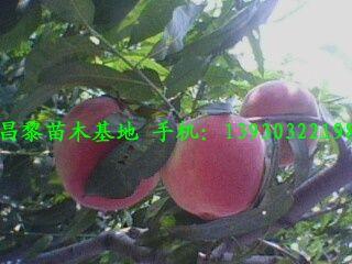 供應(yīng)河北蘋(píng)果樹(shù)，河北蘋(píng)果苗，河北梨樹(shù)苗，河北櫻桃苗，河北桃樹(shù)苗 河北蘋(píng)果樹(shù)基地