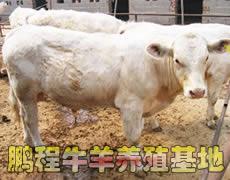 供应山东菏泽鹏程牛羊养殖基地 牛羊 肉驴图片