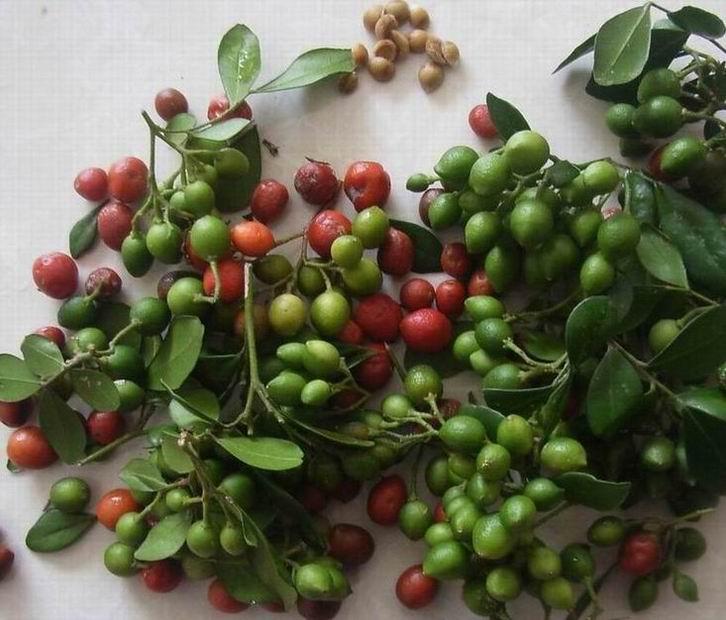 供應(yīng)中葉香樟苗木，香樟苗木批發(fā)價(jià)格 香樟苗木種植基地