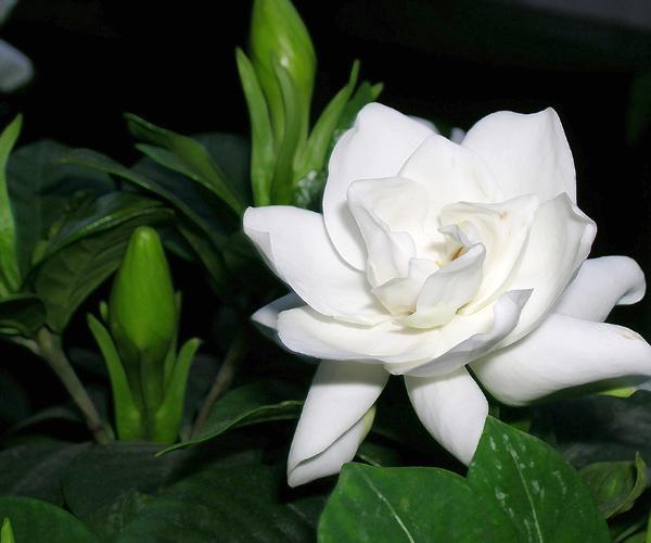 供應(yīng)水桅子苗價(jià)格
