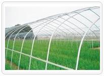 溫室蔬菜大棚圖片/溫室蔬菜大棚樣板圖 (4)