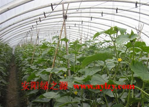 供應(yīng)溫室大棚骨架價(jià)格