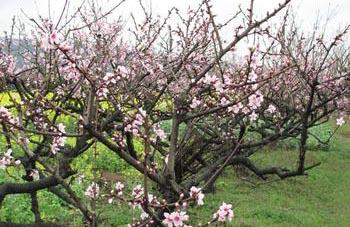 供應(yīng)東營(yíng)桃花島局部設(shè)計(jì)圖