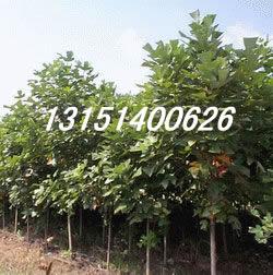 供應(yīng)雜交馬褂木價格