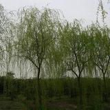 供應(yīng)垂柳價(jià)格