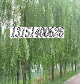 供應(yīng)垂柳價(jià)格