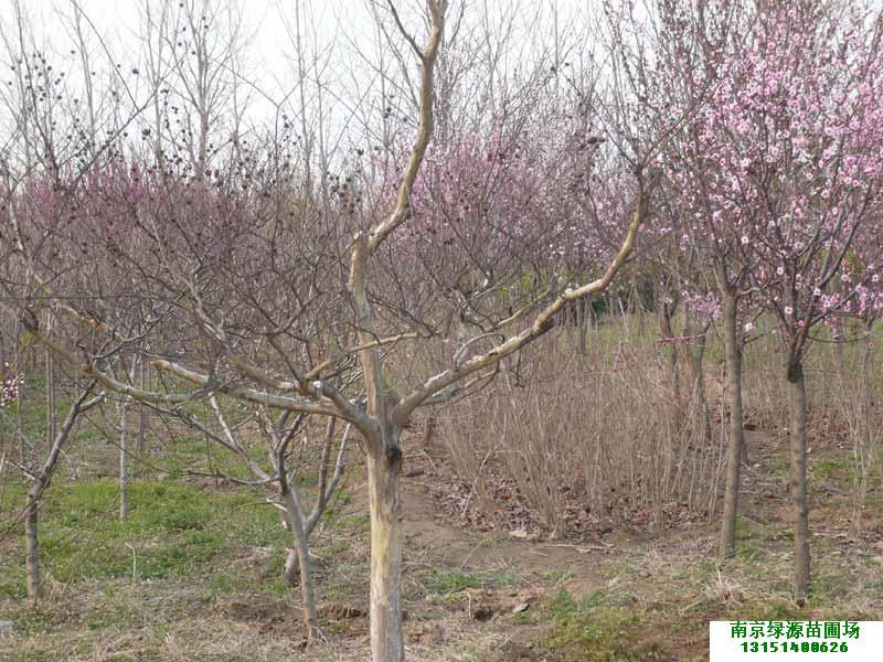 百日紅圖片/百日紅樣板圖 (2)